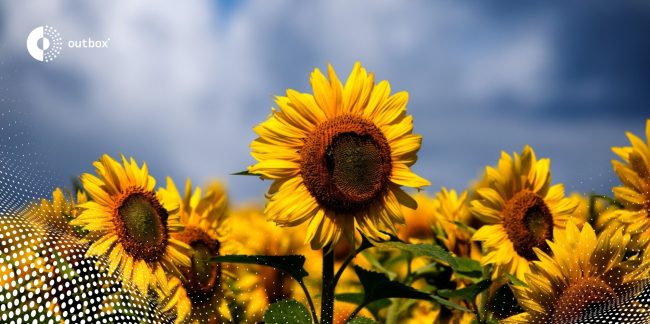 sunflowers-nghe-an